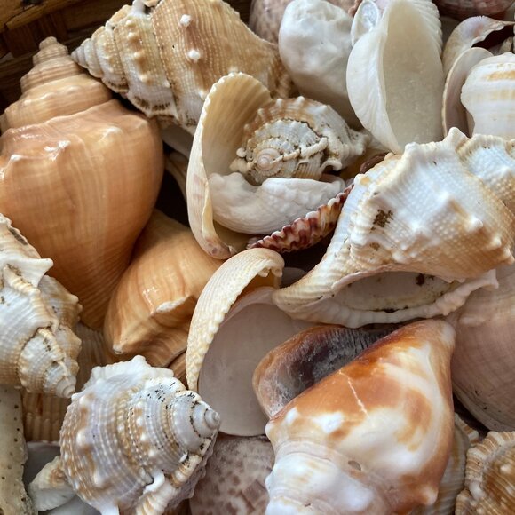Five Pounds of Beautiful Sea Shells in a Wicker Basket - Picture 3 of 5